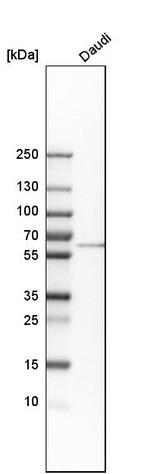 LSM14A Antibody in Western Blot (WB)