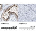 SPAM1 Antibody