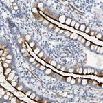 SLC30A7 Antibody in Immunohistochemistry (Paraffin) (IHC (P))