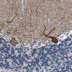 KV3.3 (KCNC3) Antibody in Immunohistochemistry (Paraffin) (IHC (P))