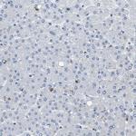 KV3.3 (KCNC3) Antibody in Immunohistochemistry (Paraffin) (IHC (P))