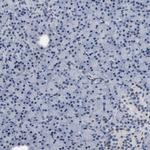 KV3.3 (KCNC3) Antibody in Immunohistochemistry (Paraffin) (IHC (P))