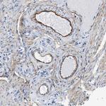 Elastin Antibody in Immunohistochemistry (Paraffin) (IHC (P))