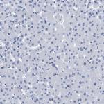 Elastin Antibody in Immunohistochemistry (Paraffin) (IHC (P))