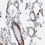 Elastin Antibody in Immunohistochemistry (Paraffin) (IHC (P))