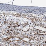 Elastin Antibody in Immunohistochemistry (Paraffin) (IHC (P))