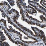 SMPD2 Antibody in Immunohistochemistry (Paraffin) (IHC (P))