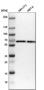 ARFGAP2 Antibody in Western Blot (WB)