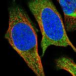 SESN2 Antibody in Immunocytochemistry (ICC/IF)