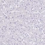 GUCA2A Antibody in Immunohistochemistry (Paraffin) (IHC (P))