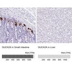 GUCA2A Antibody in Immunohistochemistry (IHC)