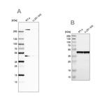 SMARCB1 Antibody in Western Blot (WB)