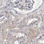 Ataxin 2 Antibody in Immunohistochemistry (IHC)