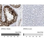 XPO5 Antibody