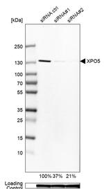 XPO5 Antibody in Western Blot (WB)