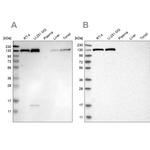 XPO5 Antibody in Western Blot (WB)