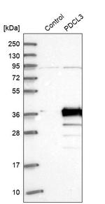 PDCL3 Antibody in Western Blot (WB)