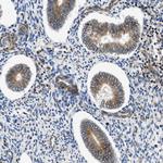 Septin 2 Antibody in Immunohistochemistry (Paraffin) (IHC (P))