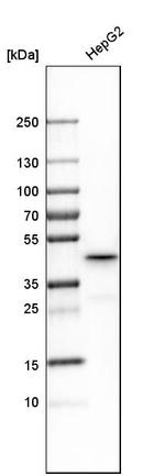 Septin 2 Antibody in Western Blot (WB)