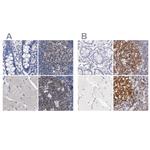 Lrmp Antibody in Immunohistochemistry (IHC)