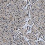 TCP-1 theta Antibody in Immunohistochemistry (IHC)