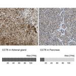 TCP-1 theta Antibody