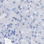 HOOK1 Antibody in Immunohistochemistry (IHC)