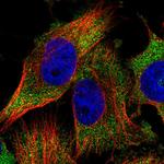 GCN1L1 Antibody in Immunocytochemistry (ICC/IF)