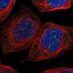 NLE1 Antibody in Immunocytochemistry (ICC/IF)