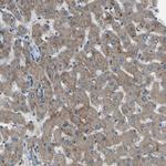 SLC43A1 Antibody in Immunohistochemistry (Paraffin) (IHC (P))