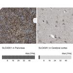 SLC43A1 Antibody