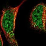 LIAS Antibody in Immunocytochemistry (ICC/IF)