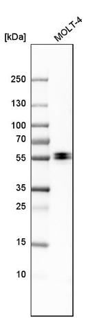 EVL Antibody in Western Blot (WB)