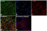 AHNAK Antibody in Immunocytochemistry (ICC/IF)