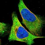 AHNAK Antibody in Immunocytochemistry (ICC/IF)