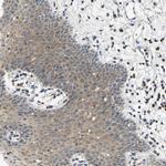 AHNAK Antibody in Immunohistochemistry (Paraffin) (IHC (P))