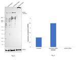 AHNAK Antibody in Western Blot (WB)