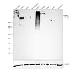 AHNAK Antibody in Western Blot (WB)