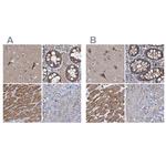 COBL Antibody in Immunohistochemistry (IHC)