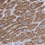 COBL Antibody in Immunohistochemistry (IHC)