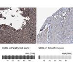 COBL Antibody