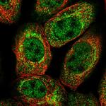 XK Antibody in Immunocytochemistry (ICC/IF)