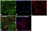 AHNAK Antibody in Immunocytochemistry (ICC/IF)