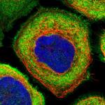 AHNAK Antibody in Immunocytochemistry (ICC/IF)