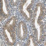 AHNAK Antibody in Immunohistochemistry (Paraffin) (IHC (P))