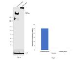 AHNAK Antibody in Western Blot (WB)