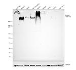 AHNAK Antibody in Western Blot (WB)