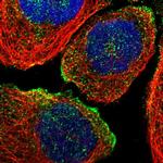 Prostein Antibody in Immunocytochemistry (ICC/IF)