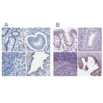 Prostein Antibody in Immunohistochemistry (IHC)