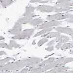 Nuclear Matrix Protein p84 Antibody in Immunohistochemistry (IHC)